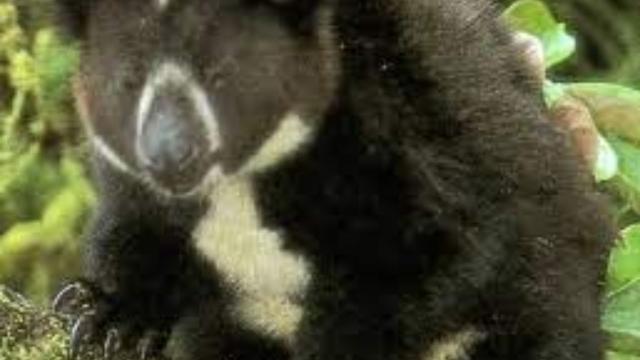 With the adorable face of a #teddybear 🧸 and the agile body of a #Kangaroo 🦘 the #Dingiso is a tree kangaroo of #WestPapua. They're #endangered from #palmoil #deforestation Fight for them and #BoycottPalmOil #Boycott4Widlife 🌴🩸🔥☠️🧐⛔️  @palmoildetect.bsky.social https://palmoildetectives.com/2021/01/26/dingiso-dendrolagus-mbaiso/?utm_source=mastodon&utm_medium=Palm+Oil+Detectives&utm_campaign=publer   