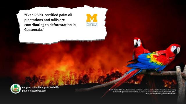 @UMich #research finds "sustainable" #RSPO #palmoil sourced in #Guatemala 🇬🇹 NOT sustainable, yet it's sold this way to consumers, despite links to #humanrights abuses 🧺🩸 #deforestation. Fight back! #Boycottpalmoil 🌴⛔️ #Boycottpalmoil @palmoildetect.bsky.social https://palmoildetectives.com/2023/07/26/palm-oil-deforestation-in-guatemala-certifying-products-as-sustainable-is-no-panacea-university-of-michigan/?utm_source=mastodon&utm_medium=Palm+Oil+Detectives&utm_campaign=publer   