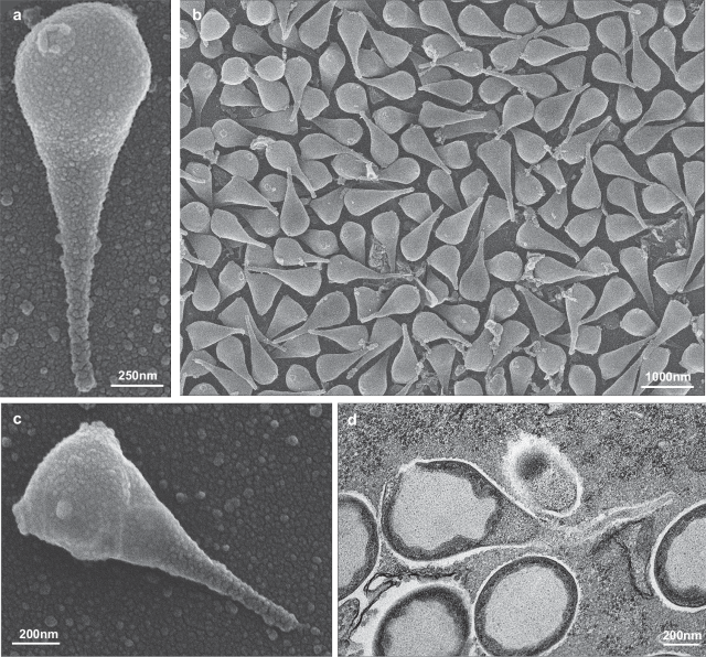 Multiple panels of Naiavirus particles. They look a bit like lollipops, with gradual tapering down to the end of the tail.