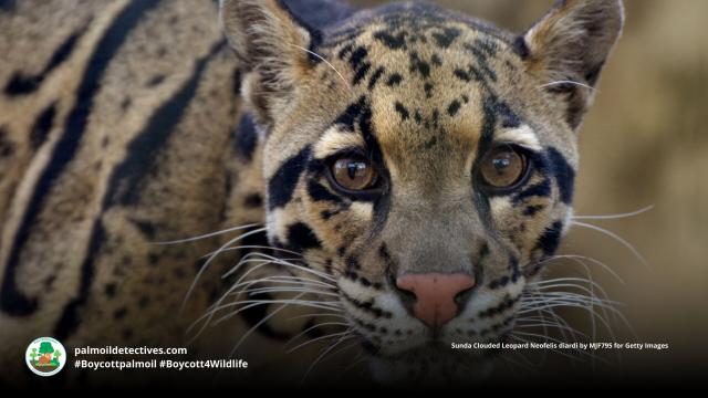 Sunda Clouded #leopards are agile ambush #predators 🐆 of #gibbons, wild #pigs and mouse deer in #Borneo and #Sumatra. #Palmoil deforestation is a huge threat to these #BigCats. Help them when you #Boycottpalmoil 🌴🔥💀🚫#Boycott4Wildlife @palmoildetect https://wp.me/pcFhgU-anN?utm_source=mastodon&utm_medium=Palm+Oil+Detectives&utm_campaign=publer

