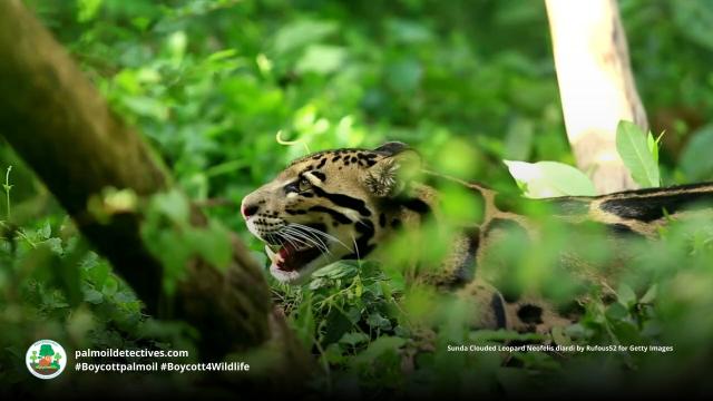 Sunda Clouded #leopards are agile ambush #predators 🐆 of #gibbons, wild #pigs and mouse deer in #Borneo and #Sumatra. #Palmoil deforestation is a huge threat to these #BigCats. Help them when you #Boycottpalmoil 🌴🔥💀🚫#Boycott4Wildlife @palmoildetect https://wp.me/pcFhgU-anN?utm_source=mastodon&utm_medium=Palm+Oil+Detectives&utm_campaign=publer

