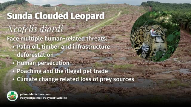 Sunda Clouded #leopards are agile ambush #predators 🐆 of #gibbons, wild #pigs and mouse deer in #Borneo and #Sumatra. #Palmoil deforestation is a huge threat to these #BigCats. Help them when you #Boycottpalmoil 🌴🔥💀🚫#Boycott4Wildlife @palmoildetect https://wp.me/pcFhgU-anN?utm_source=mastodon&utm_medium=Palm+Oil+Detectives&utm_campaign=publer

