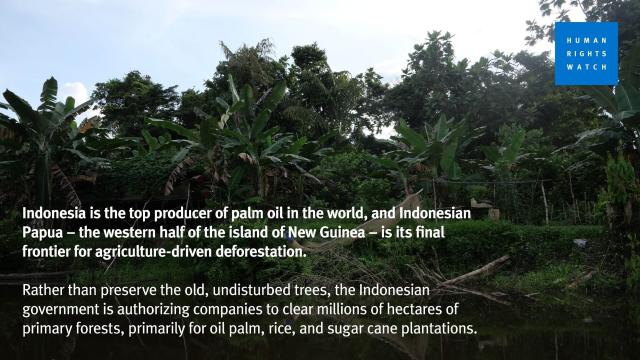 #News: #Indigenous women’s #landrights trampled in #Papua as #palmoil giants  seize forests and jostle for power —the women will not be silenced! 🚫🌴☠️ #BoycottPalmOil #Boycott4Wildlife @palmoildetect via @HRW https://www.hrw.org/feature/2025/08/20/there-will-be-nowhere-left/government-companies-take-indigenous-lands-without?utm_source=mastodon&utm_medium=Palm+Oil+Detectives&utm_campaign=publer
