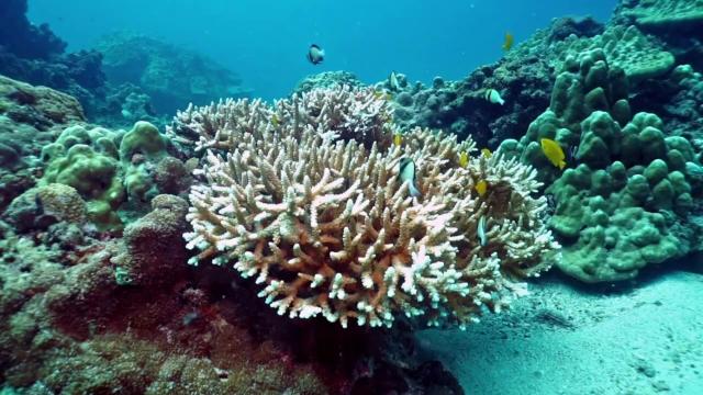 #News: Coral reefs off #Borneo show exactly when #palmoil and #timber #deforestation started destroying forests, terrestrial and marine life 🌴🤮🔥. The hidden toll is revealed! #BoycottPalmOil #Boycott4Wildlife @palmoildetect https://eos.org/articles/coral-cores-pinpoint-onset-of-industrial-deforestation?utm_source=mastodon&utm_medium=Palm+Oil+Detectives&utm_campaign=publer
