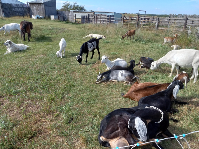 A bunch of brown, black, and white goats happily lounging in the sun on a grassy area next to a wooden fence.  There's also a couple of happy fluffy dogs mixed in, and a small brown horse.  The sky above is blue.
