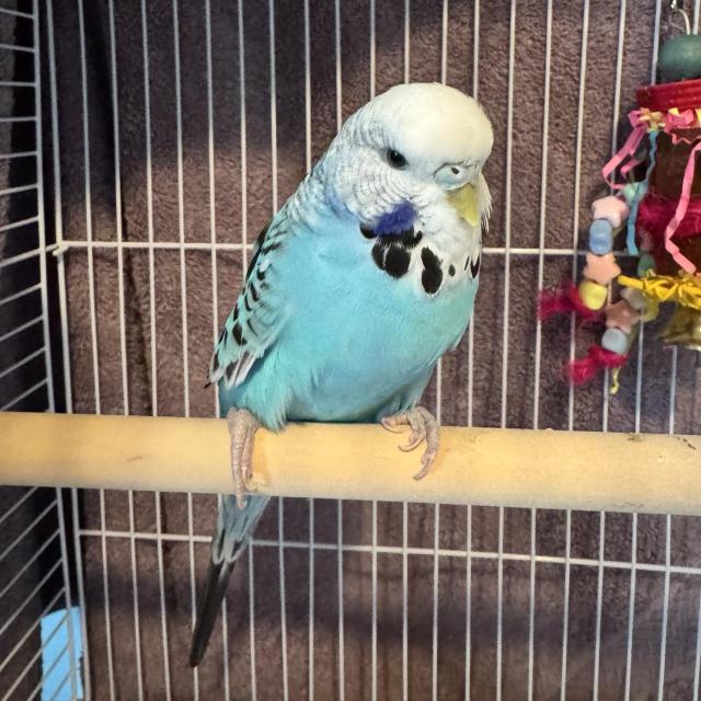 A blue and white English budgie.
