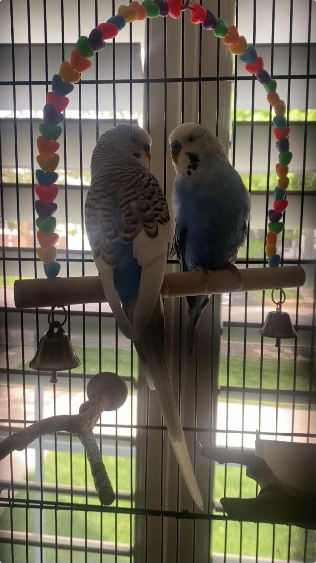 An image of two blue budgie parakeets on a swing 