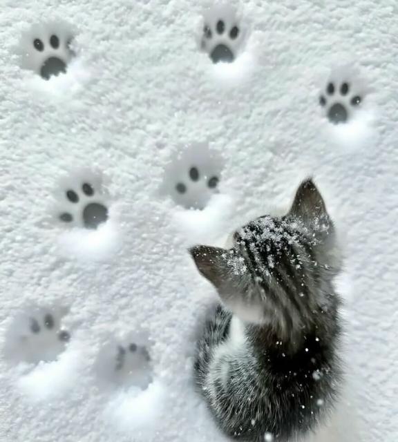 paw prints