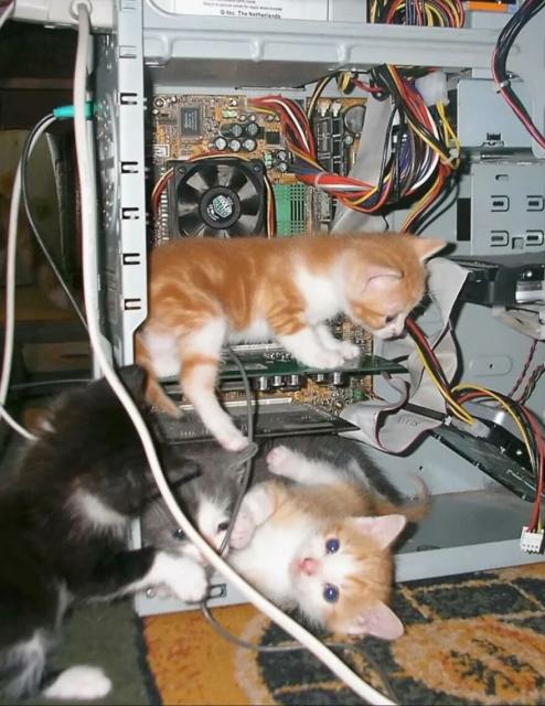 kittens in a computer