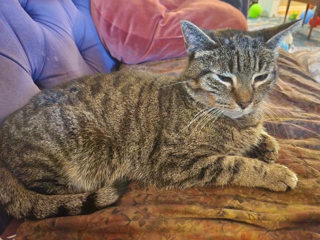 Tabby cat laying elegantly on a purple couch. Eyes blinking slowly.