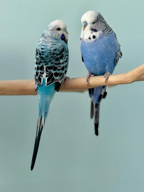 Two English budgies that are blue and white.