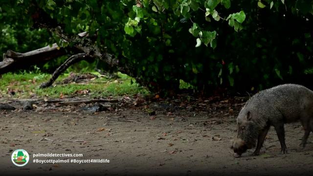 The underestimated #Borneo Bearded Pig 🐗🫶😍 is a timeless forest gardener and protector of ecosystems in 🇮🇩🇲🇾 Hunting and #palmoil #deforestation are major threats. Help them each time you shop #Boycottpalmoil #Boycott4Wildlife 🌴🩸🔥⛔️  @palmoildetect.bsky.social  https://palmoildetectives.com/2021/02/14/bornean-bearded-pig-gardener/?utm_source=mastodon&utm_medium=Palm+Oil+Detectives&utm_campaign=publer  