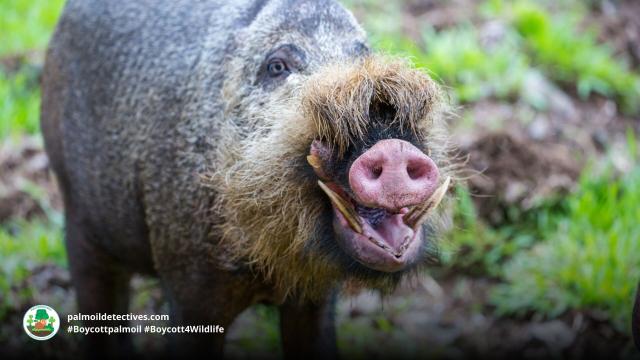 The underestimated #Borneo Bearded Pig 🐗🫶😍 is a timeless forest gardener and protector of ecosystems in 🇮🇩🇲🇾 Hunting and #palmoil #deforestation are major threats. Help them each time you shop #Boycottpalmoil #Boycott4Wildlife 🌴🩸🔥⛔️  @palmoildetect.bsky.social  https://palmoildetectives.com/2021/02/14/bornean-bearded-pig-gardener/?utm_source=mastodon&utm_medium=Palm+Oil+Detectives&utm_campaign=publer  