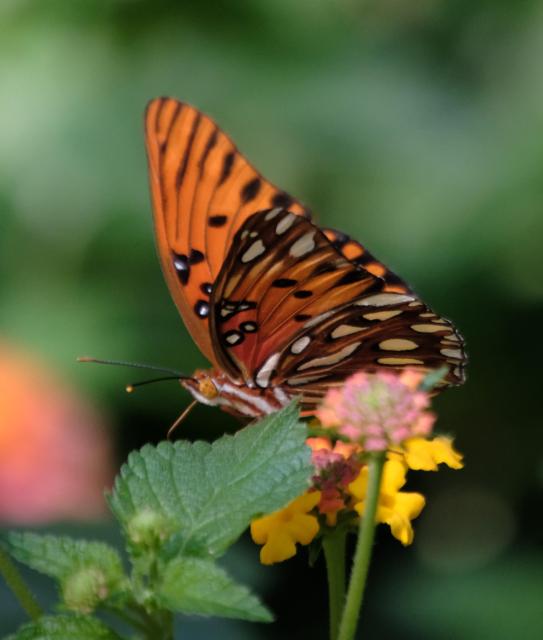 A colorful gulf fritillary on a lantana plant