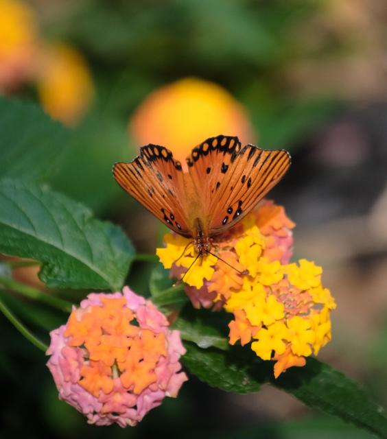 A colorful gulf fritillary head south on lantana flowers