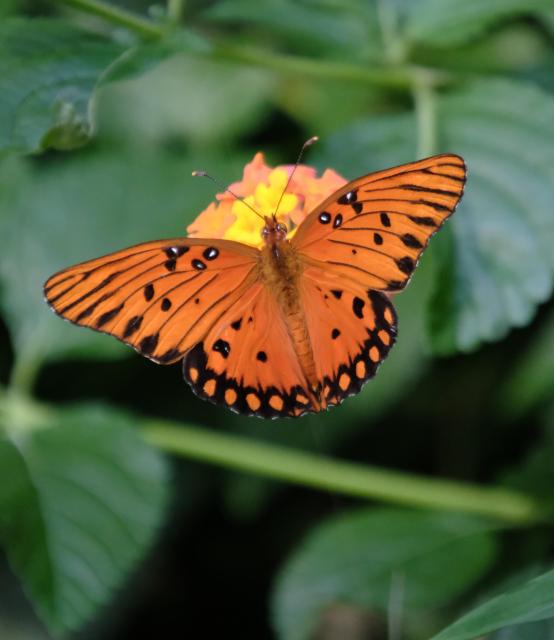 A colorful gulf fritillary with its wings wide spread on a lantana flower