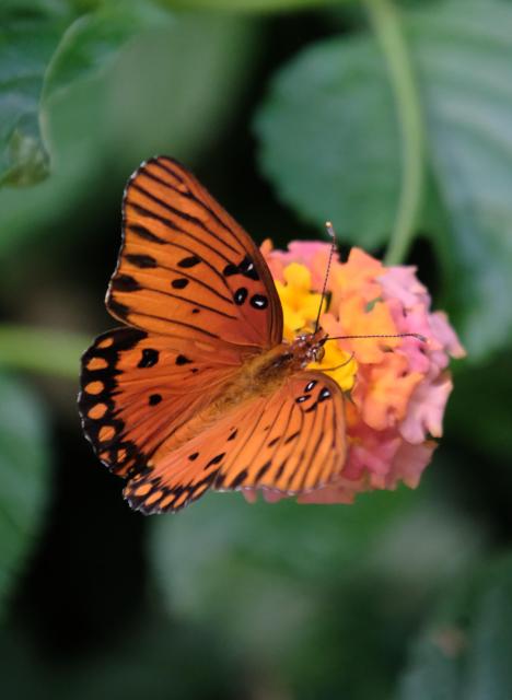 A colorful gulf fritillary with its wings almost wide spread on a lantana flower