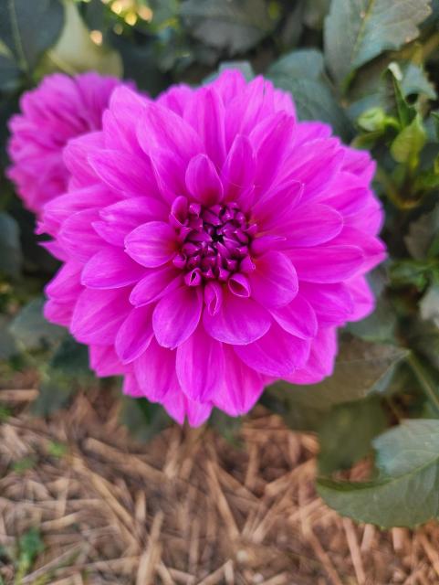 Closeup of a purple dahlia