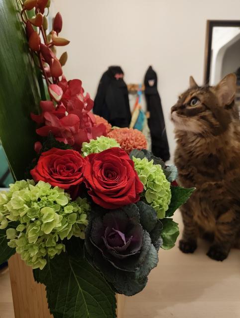 A tabby cat is on a table with a display of pink dahlias, red roses, and green hydrangeas, looking worshipfully up at it.