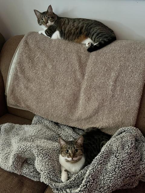 Tabby siblings on the couch. Jonesy on the back, Ripley on the cushion.