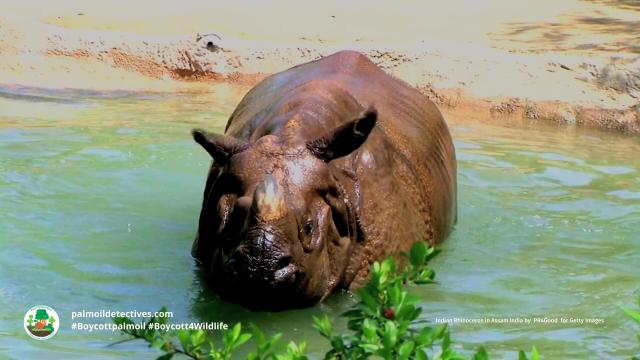 Today is #WorldRhinoDay. Water loving #Indian #Rhinos are unique for their single horn and armour-like skin. A main threat is #palmoil #deforestation! Help them and be #vegan #BoycottPalmOil #Boycott4Wildlife https://palmoildetectives.com/2023/09/03/indian-rhinoceros-greater-one-horned-rhino-rhinoceros-unicornis/?utm_source=mastodon&utm_medium=Palm+Oil+Detectives&utm_campaign=publer
