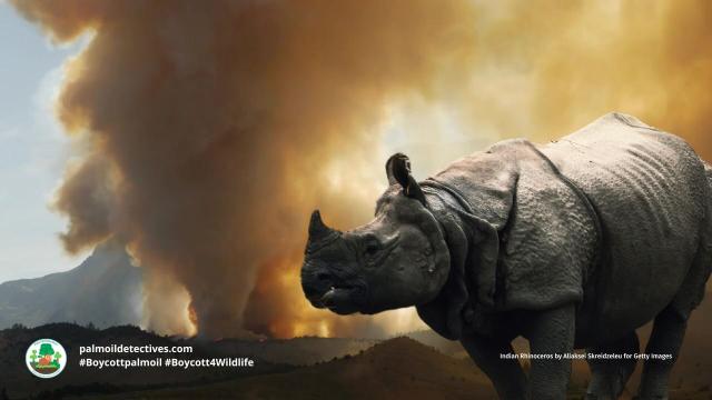 Today is #WorldRhinoDay. Water loving #Indian #Rhinos are unique for their single horn and armour-like skin. A main threat is #palmoil #deforestation! Help them and be #vegan #BoycottPalmOil #Boycott4Wildlife https://palmoildetectives.com/2023/09/03/indian-rhinoceros-greater-one-horned-rhino-rhinoceros-unicornis/?utm_source=mastodon&utm_medium=Palm+Oil+Detectives&utm_campaign=publer
