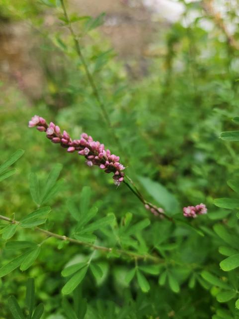Small purple flower  - maybe a smartweed