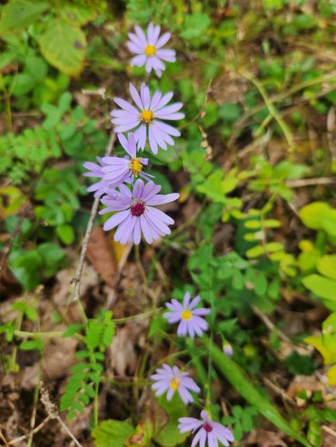 Purple aster