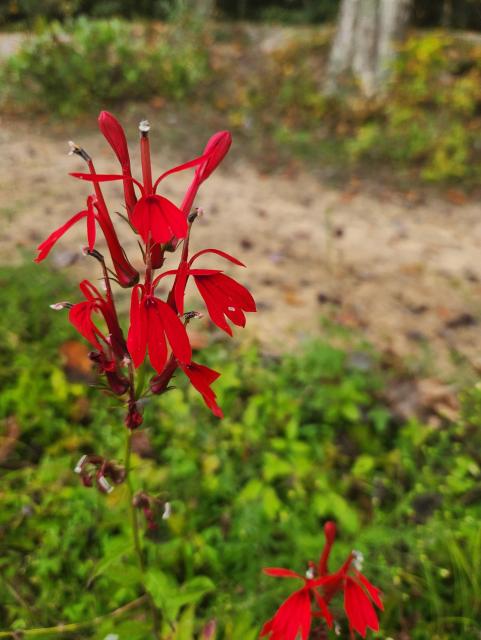 Cardinal flower - bright red petals