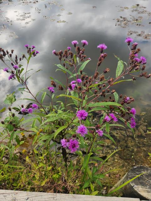 Ironweed - purple fluffy blossoms