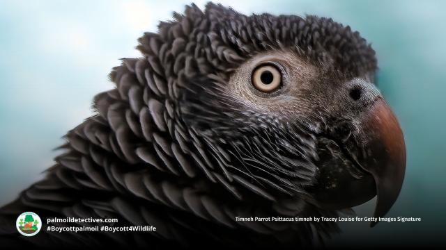 It's not just humans and #dolphins who use unique sounds 🔊🪇🎶 to connect with their young. #Birds like #parrots also teach their chicks unique sounds so that they can identify their mothers 🦜🎵🥁🦜 #Boycott4Wildlife to protect them!  @palmoildetect.bsky.social  https://palmoildetectives.com/2021/05/19/whats-my-name-how-wild-parrots-identify-their-young/?utm_source=mastodon&utm_medium=Palm+Oil+Detectives&utm_campaign=publer   