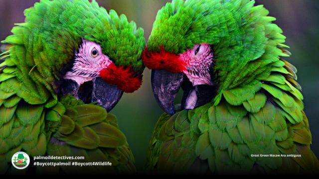 It's not just humans and #dolphins who use unique sounds 🔊🪇🎶 to connect with their young. #Birds like #parrots also teach their chicks unique sounds so that they can identify their mothers 🦜🎵🥁🦜 #Boycott4Wildlife to protect them!  @palmoildetect.bsky.social  https://palmoildetectives.com/2021/05/19/whats-my-name-how-wild-parrots-identify-their-young/?utm_source=mastodon&utm_medium=Palm+Oil+Detectives&utm_campaign=publer   