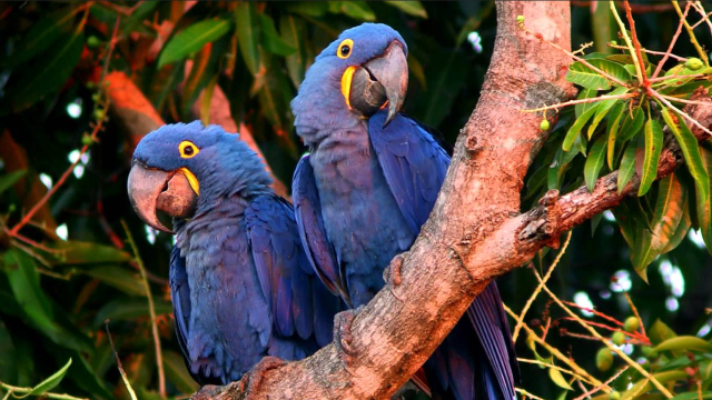 It's not just humans and #dolphins who use unique sounds 🔊🪇🎶 to connect with their young. #Birds like #parrots also teach their chicks unique sounds so that they can identify their mothers 🦜🎵🥁🦜 #Boycott4Wildlife to protect them!  @palmoildetect.bsky.social  https://palmoildetectives.com/2021/05/19/whats-my-name-how-wild-parrots-identify-their-young/?utm_source=mastodon&utm_medium=Palm+Oil+Detectives&utm_campaign=publer   