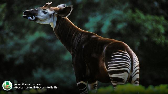 The #Okapi is to #Congo what the Panda is to China, a national treasure and a strange blend of a #giraffe and #zebra. They're #endangered by #palmoil and #tobacco #deforestation. Help them survive when u #BoycottPalmOil #Boycott4Wildlife @palmoildetect.bsky.social  https://wp.me/pcFhgU-10X?utm_source=mastodon&utm_medium=Palm+Oil+Detectives&utm_campaign=publer  