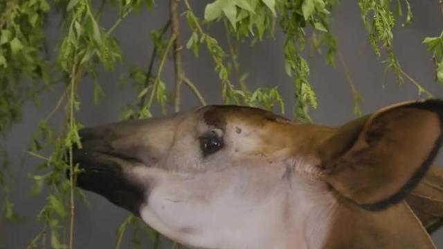 The #Okapi is to #Congo what the Panda is to China, a national treasure and a strange blend of a #giraffe and #zebra. They're #endangered by #palmoil and #tobacco #deforestation. Help them survive when u #BoycottPalmOil #Boycott4Wildlife @palmoildetect.bsky.social  https://wp.me/pcFhgU-10X?utm_source=mastodon&utm_medium=Palm+Oil+Detectives&utm_campaign=publer  