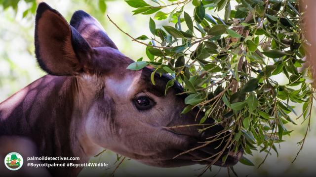 The #Okapi is to #Congo what the Panda is to China, a national treasure and a strange blend of a #giraffe and #zebra. They're #endangered by #palmoil and #tobacco #deforestation. Help them survive when u #BoycottPalmOil #Boycott4Wildlife @palmoildetect.bsky.social  https://wp.me/pcFhgU-10X?utm_source=mastodon&utm_medium=Palm+Oil+Detectives&utm_campaign=publer  