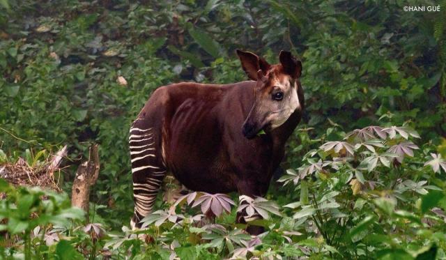 The #Okapi is to #Congo what the Panda is to China, a national treasure and a strange blend of a #giraffe and #zebra. They're #endangered by #palmoil and #tobacco #deforestation. Help them survive when u #BoycottPalmOil #Boycott4Wildlife @palmoildetect.bsky.social  https://wp.me/pcFhgU-10X?utm_source=mastodon&utm_medium=Palm+Oil+Detectives&utm_campaign=publer  