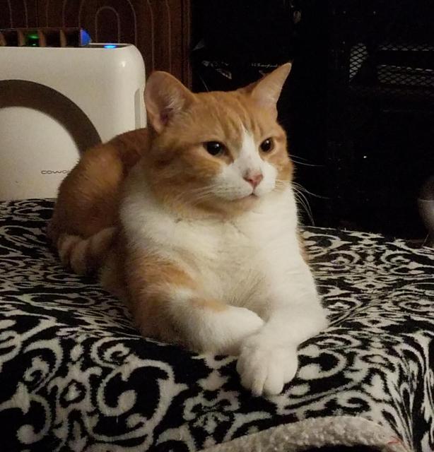 a photograph of boris, who is orange and soft and friend shaped