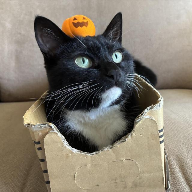 A black and white cat sits inside a small cardboard box, wearing a small orange pumpkin decoration on its head. The background is a beige sofa.