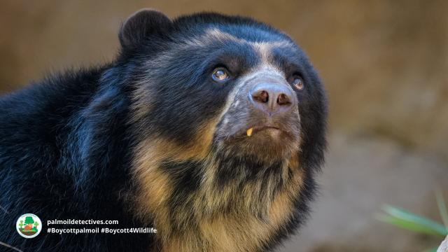 Spectacled Bears are the original peace-loving Paddington Bear 🐻🌳✨🌟☮️ in #Venezuela 🇻🇪 #Colombia 🇨🇴 #Peru 🇵🇪 #Ecuador 🇪🇨 Threatened by #agriculture #mining and hunting - fight for them and #Boycottpalmoil #Boycott4Wildlife @palmoildetect.bsky.social https://palmoildetectives.com/2022/10/23/spectacled-bear-tremarctos-ornatus/?utm_source=mastodon&utm_medium=Palm+Oil+Detectives&utm_campaign=publer  