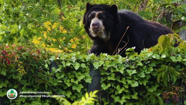 Spectacled Bears are the original peace-loving Paddington Bear 🐻🌳✨🌟☮️ in #Venezuela 🇻🇪 #Colombia 🇨🇴 #Peru 🇵🇪 #Ecuador 🇪🇨 Threatened by #agriculture #mining and hunting - fight for them and #Boycottpalmoil #Boycott4Wildlife @palmoildetect.bsky.social https://palmoildetectives.com/2022/10/23/spectacled-bear-tremarctos-ornatus/?utm_source=mastodon&utm_medium=Palm+Oil+Detectives&utm_campaign=publer  