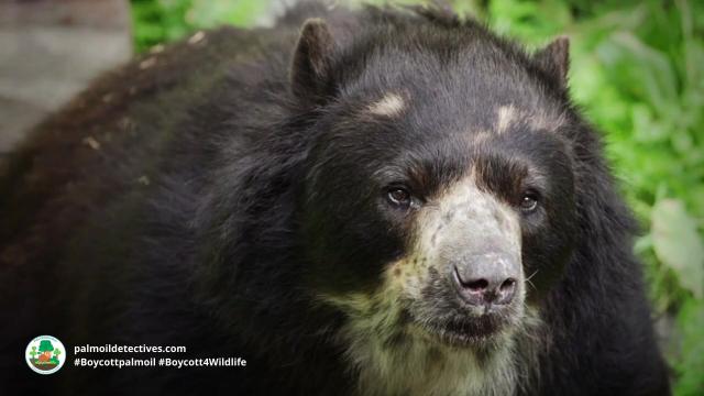 Spectacled Bears are the original peace-loving Paddington Bear 🐻🌳✨🌟☮️ in #Venezuela 🇻🇪 #Colombia 🇨🇴 #Peru 🇵🇪 #Ecuador 🇪🇨 Threatened by #agriculture #mining and hunting - fight for them and #Boycottpalmoil #Boycott4Wildlife @palmoildetect.bsky.social https://palmoildetectives.com/2022/10/23/spectacled-bear-tremarctos-ornatus/?utm_source=mastodon&utm_medium=Palm+Oil+Detectives&utm_campaign=publer  