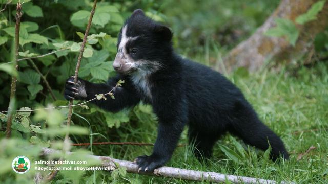 Spectacled Bears are the original peace-loving Paddington Bear 🐻🌳✨🌟☮️ in #Venezuela 🇻🇪 #Colombia 🇨🇴 #Peru 🇵🇪 #Ecuador 🇪🇨 Threatened by #agriculture #mining and hunting - fight for them and #Boycottpalmoil #Boycott4Wildlife @palmoildetect.bsky.social https://palmoildetectives.com/2022/10/23/spectacled-bear-tremarctos-ornatus/?utm_source=mastodon&utm_medium=Palm+Oil+Detectives&utm_campaign=publer  