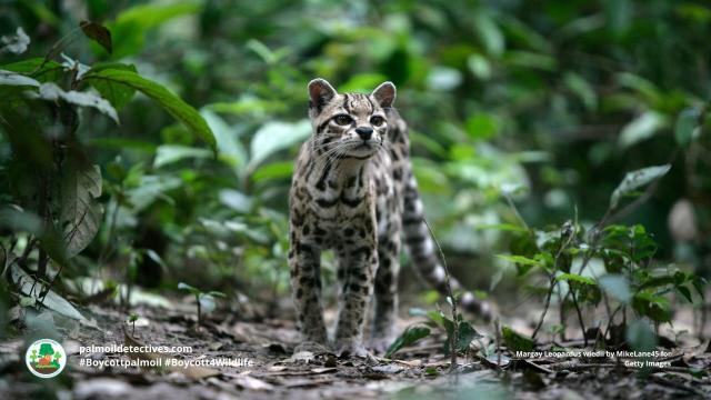 The graceful small #wildcat 🐈😺 the #margay is 'Near Threatened' by #hunting, #palmoil #meat agriculture in #Mexico 🇲🇽 #Brazil 🇧🇷 #Venezuela 🇻🇪 #Colombia 🇨🇴 Help them survive! #Boycottpalmoil 🌴🧐⛔️ be #Vegan 🥦👌 and #Boycott4Wildlife  @palmoildetect.bsky.social 
 https://palmoildetectives.com/2023/11/26/margay-leopardus-wiedii/?utm_source=mastodon&utm_medium=Palm+Oil+Detectives&utm_campaign=publer  