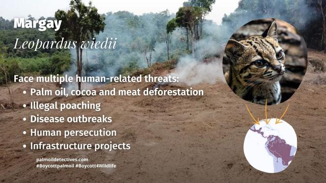 The graceful small #wildcat 🐈😺 the #margay is 'Near Threatened' by #hunting, #palmoil #meat agriculture in #Mexico 🇲🇽 #Brazil 🇧🇷 #Venezuela 🇻🇪 #Colombia 🇨🇴 Help them survive! #Boycottpalmoil 🌴🧐⛔️ be #Vegan 🥦👌 and #Boycott4Wildlife  @palmoildetect.bsky.social 
 https://palmoildetectives.com/2023/11/26/margay-leopardus-wiedii/?utm_source=mastodon&utm_medium=Palm+Oil+Detectives&utm_campaign=publer  