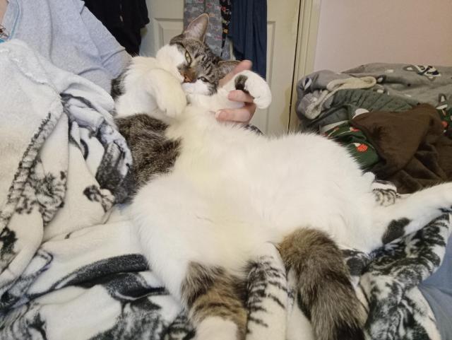 A brown mackeral tabby cat spread out on my lap on her back, her head resting in the crook of my arm, doing the t-rex arm pose.