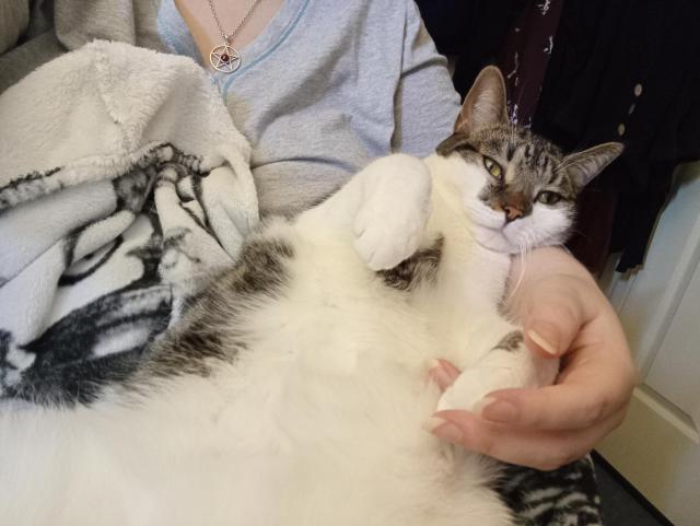 Another angle of her resting in my arm crook. She's has vast amounts of white belly fluff.