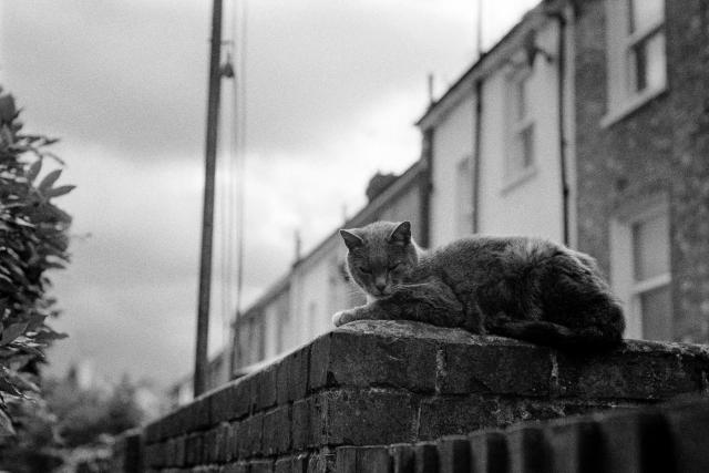 A beautiful grey cat is lying on top of a brick wall at the rear of some very English terrace houses. It's eying the photographer who took this photo (i.e. me) very suspiciously.