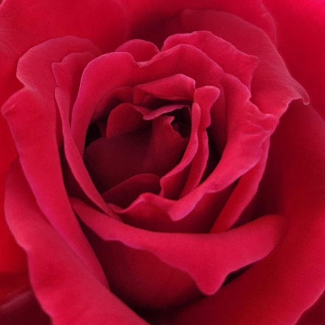 Close up look at the unfurling petals of a deep red rose