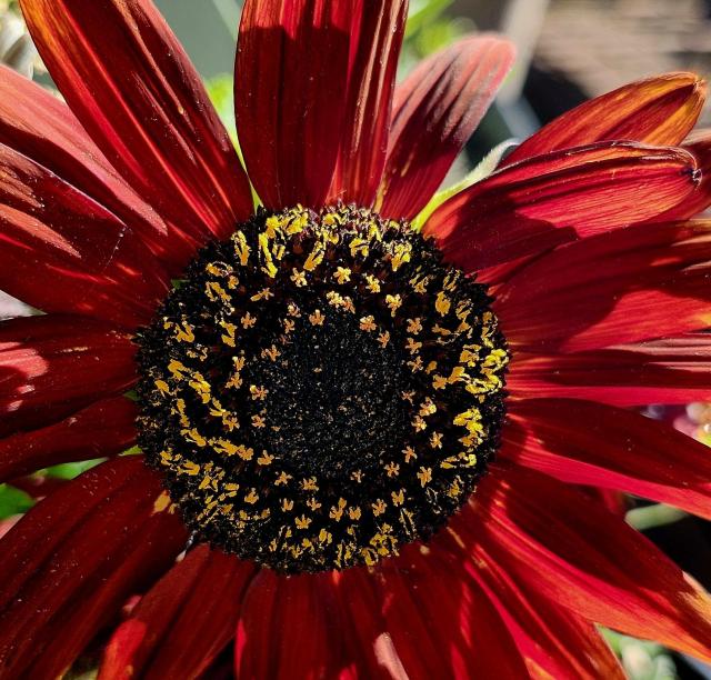 A deep bronze colored sunflower with a black and yellow center